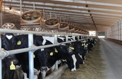 Animal Comfort And Intensive Farming